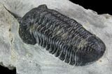 Bargain, Morocconites Trilobite Fossil - Morocco #127477-4